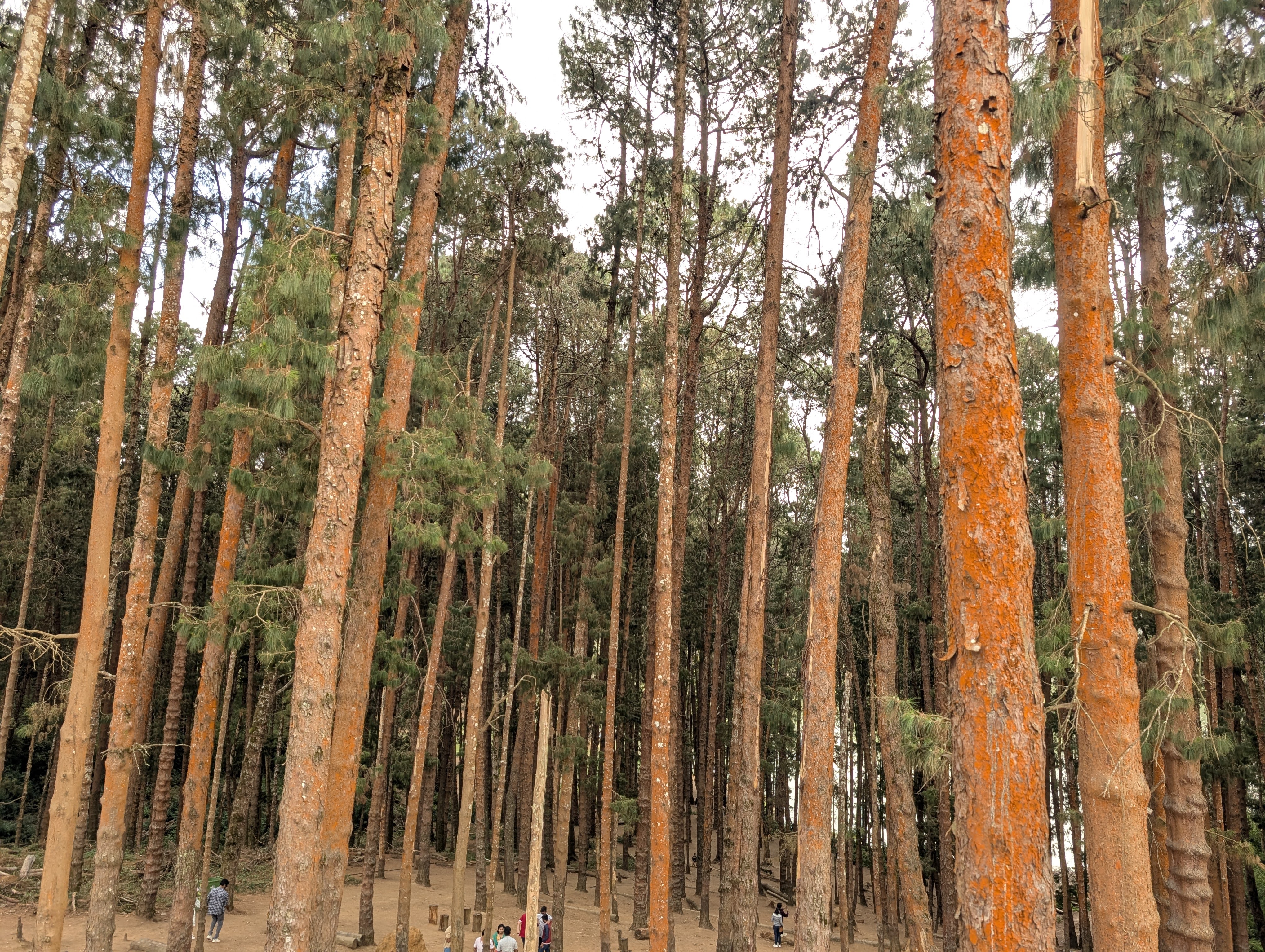 Pine Forest in Ooty